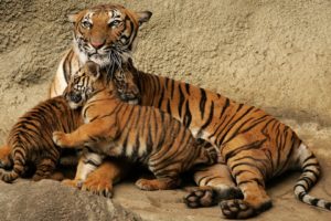 animals, Tigers, Cubs, Baby, Animals