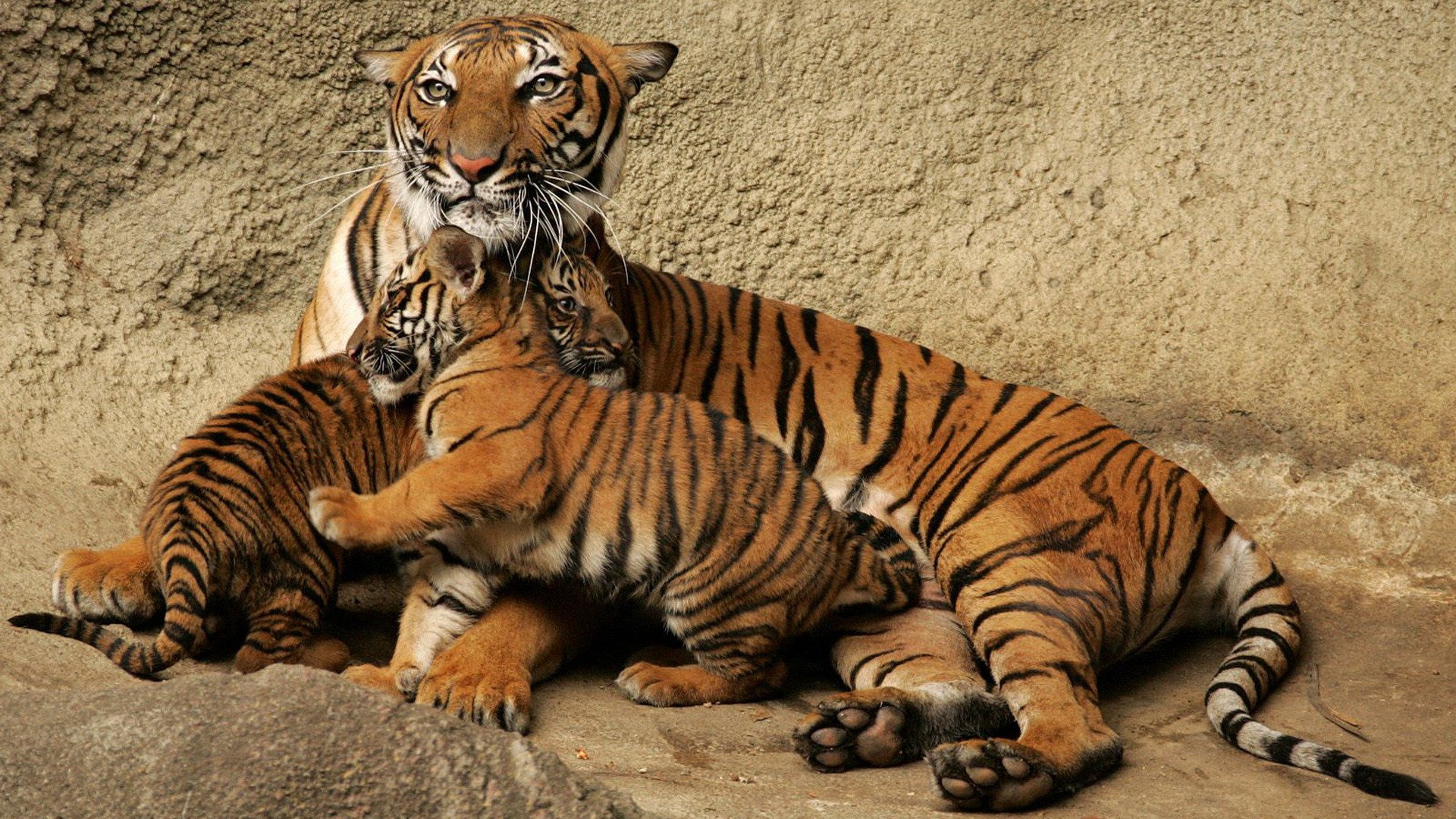 animals, Tigers, Cubs, Baby, Animals Wallpaper