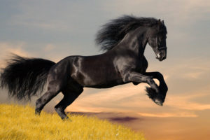 black, Horse