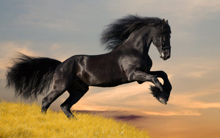 black, Horse HD Wallpaper Desktop Background
