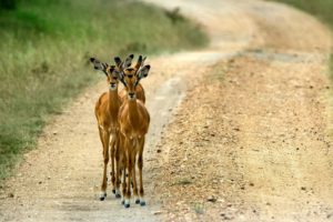 animals, Roads, Impala, Uganda