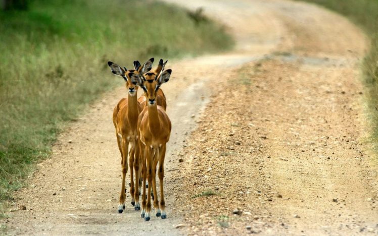 animals, Roads, Impala, Uganda HD Wallpaper Desktop Background