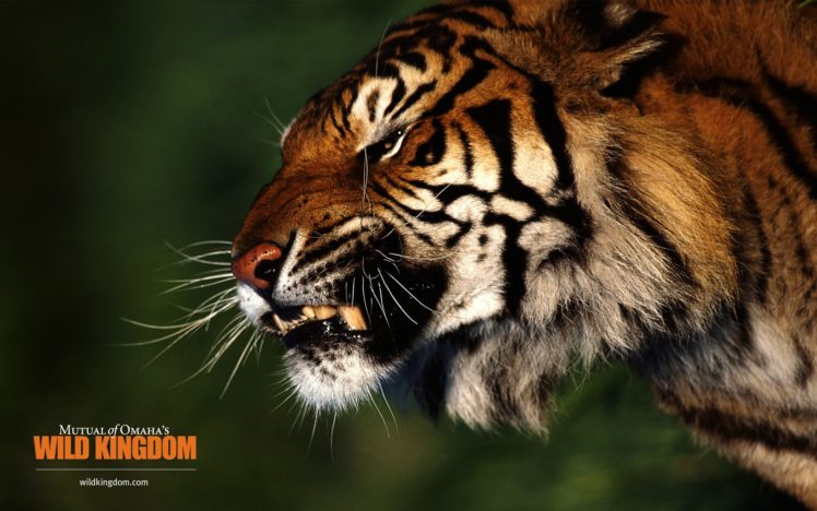 nature, Animals, Tigers, Wildlife HD Wallpaper Desktop Background