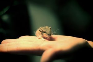 animals, Hands, Mice