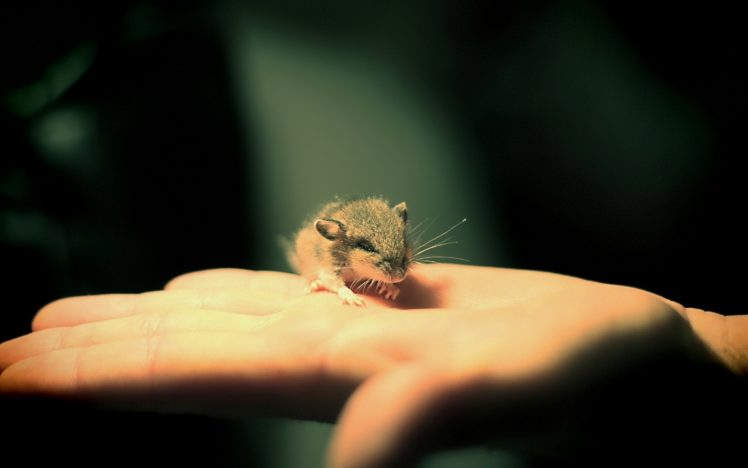 animals, Hands, Mice HD Wallpaper Desktop Background