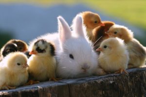 rabbit, Chickens, Animals, Cute