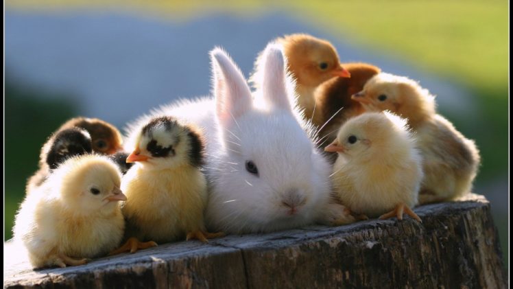 rabbit, Chickens, Animals, Cute HD Wallpaper Desktop Background