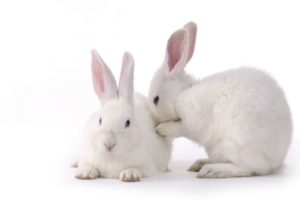 bunnies, Animals, Simple, Background