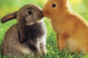 bunnies, Animal, Kiss