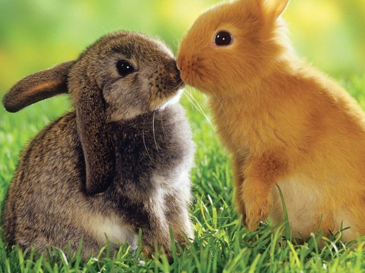 bunnies, Animal, Kiss HD Wallpaper Desktop Background