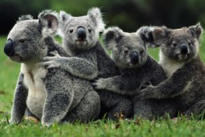 animals, Koalas, Australia