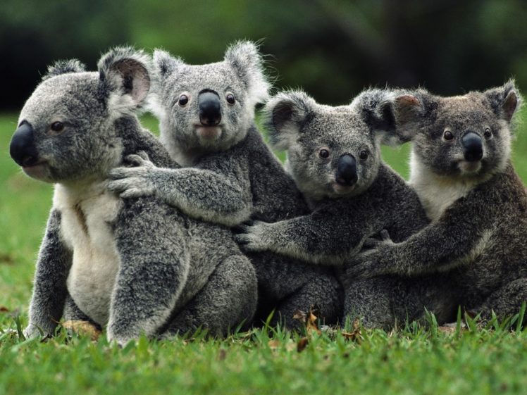 animals, Koalas, Australia HD Wallpaper Desktop Background