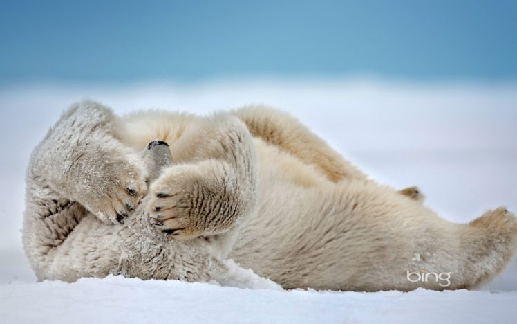 nature, Snow, Animals, Depth, Of, Field, Polar, Bears HD Wallpaper Desktop Background