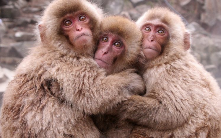animals, Monkeys, Japanese, Macaque HD Wallpaper Desktop Background