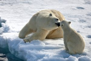 bear, Mothers, Love