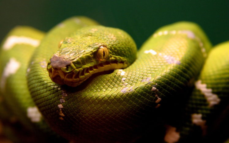 green, Snake HD Wallpaper Desktop Background