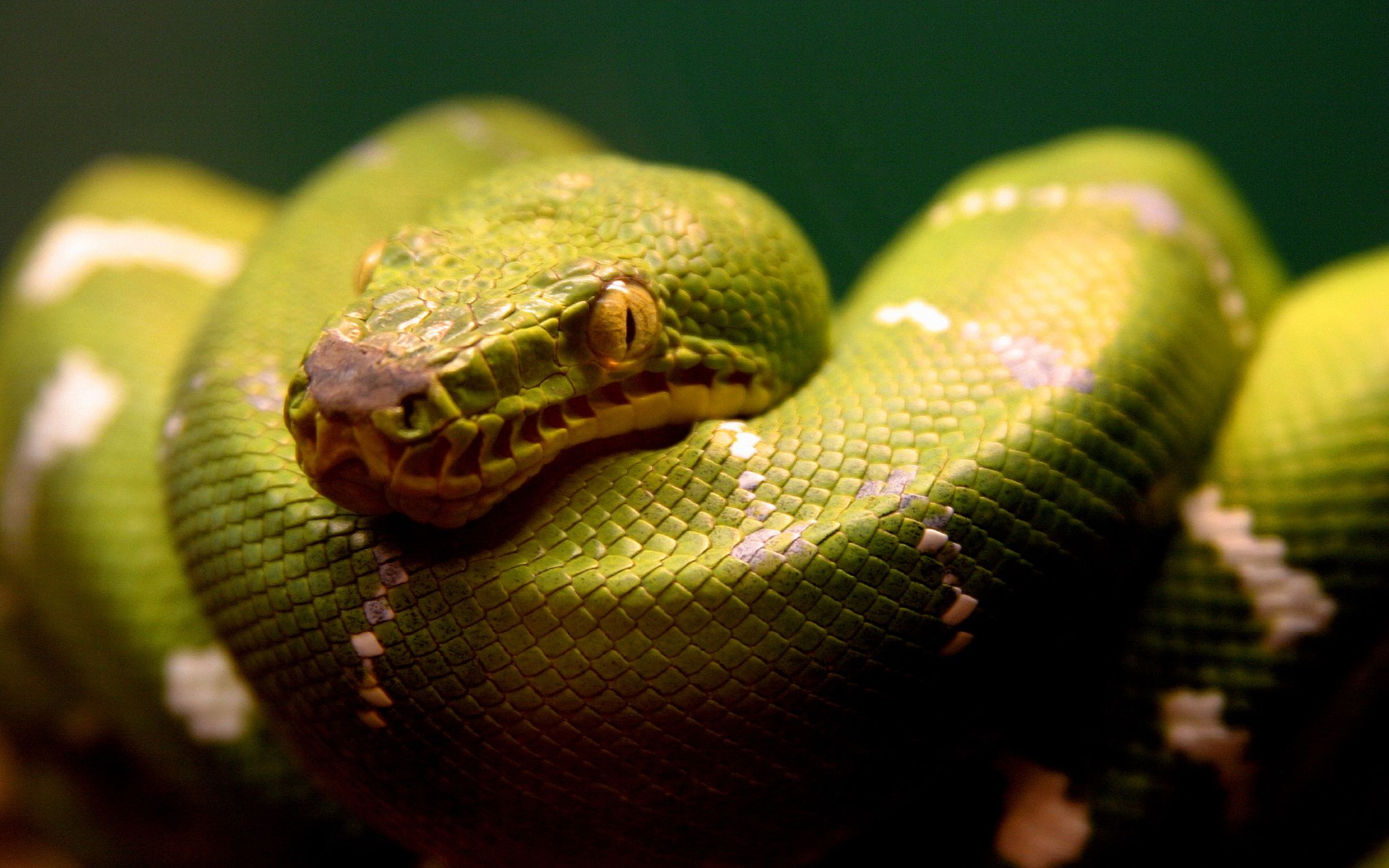 green, Snake Wallpaper