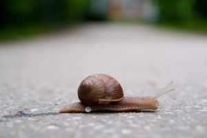 snail, Crossing, The, Street