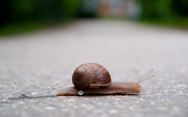snail, Crossing, The, Street HD Wallpaper Desktop Background