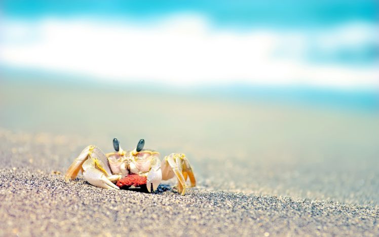 crabs HD Wallpaper Desktop Background