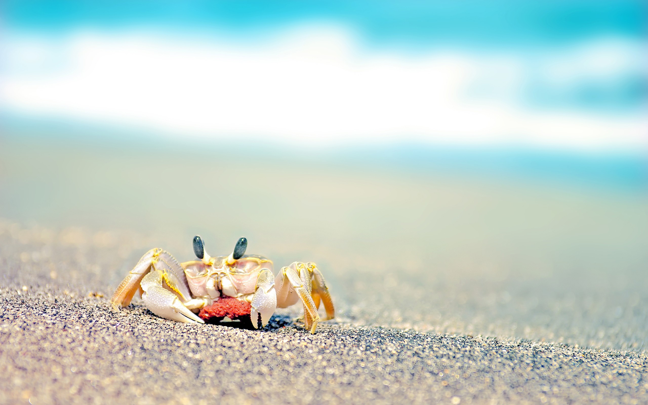 crabs Wallpaper