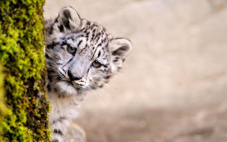 animals, Snow, Leopards, Moss, Baby, Animals HD Wallpaper Desktop Background