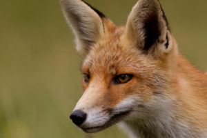 fox, Face, Eyes, Close up
