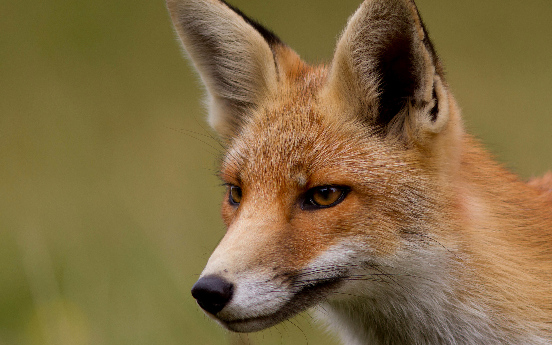 fox, Face, Eyes, Close up Wallpaper