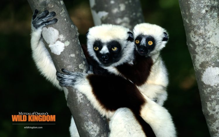 lemur HD Wallpaper Desktop Background