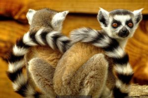 lemurs, Lemur, Eyes