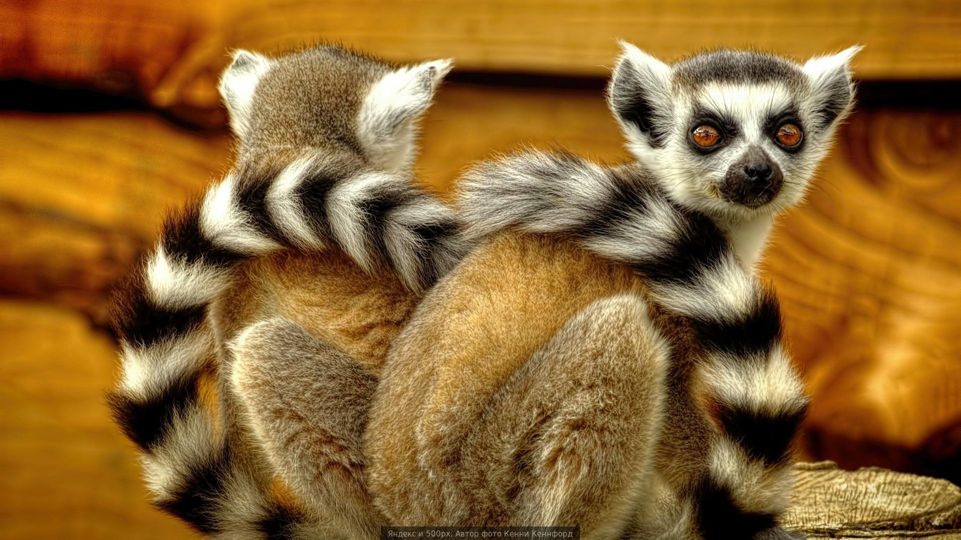 lemurs, Lemur, Eyes Wallpaper