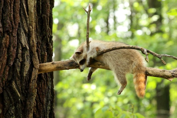 raccoon, Tree, Branch, Forest HD Wallpaper Desktop Background