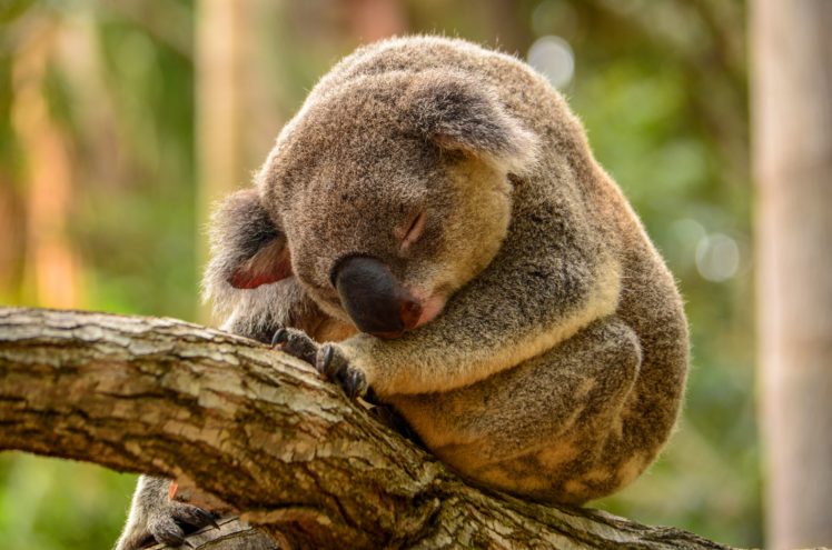 koala, Forest HD Wallpaper Desktop Background