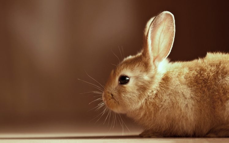 cute, Rabbit HD Wallpaper Desktop Background