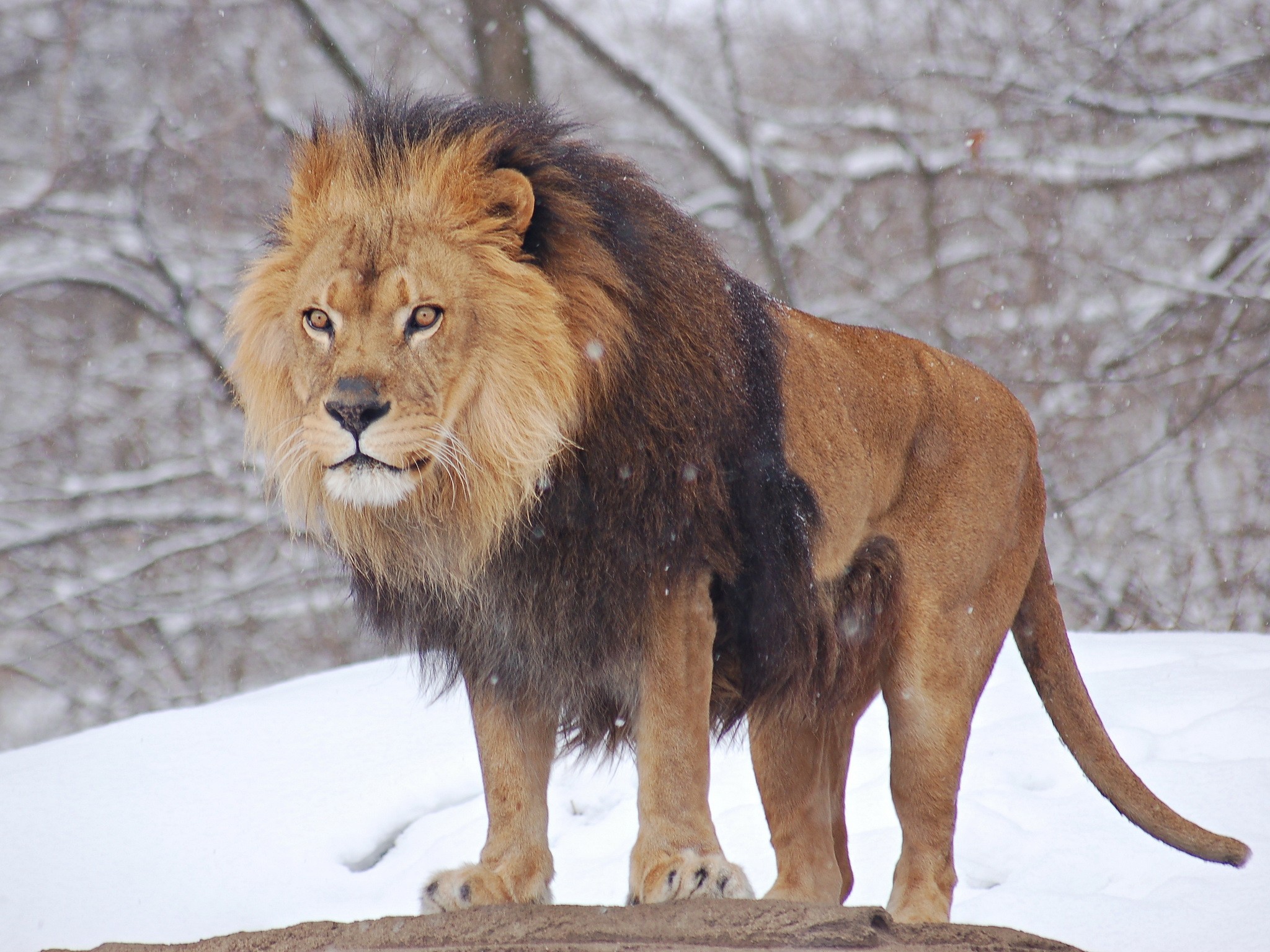 nature, Winter, Snow, Animals, Lions Wallpaper