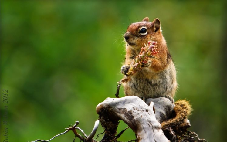 animals, Squirrels, Mammals HD Wallpaper Desktop Background