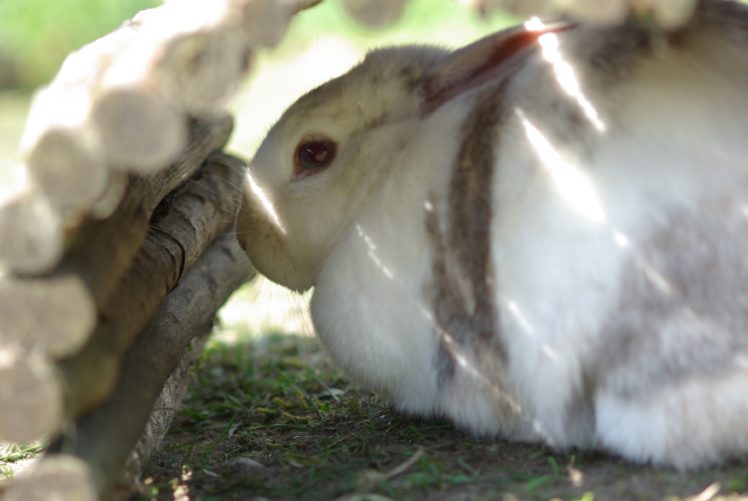 edda HD Wallpaper Desktop Background