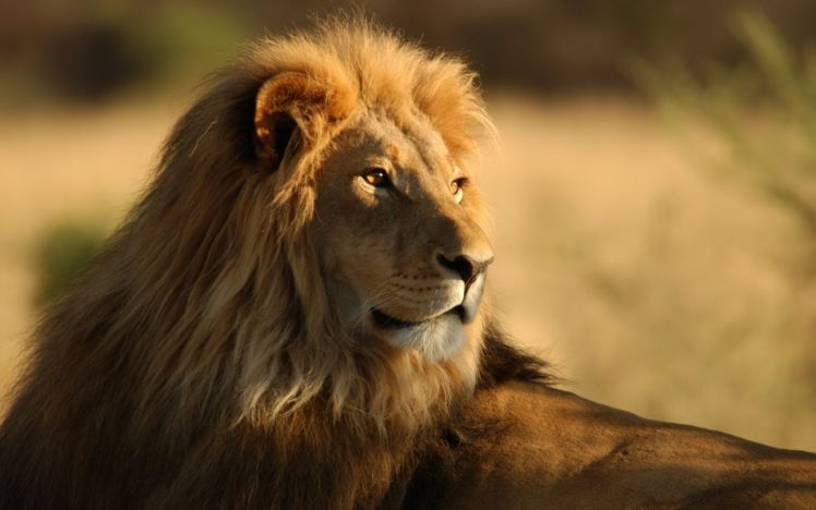 lion, Observing HD Wallpaper Desktop Background