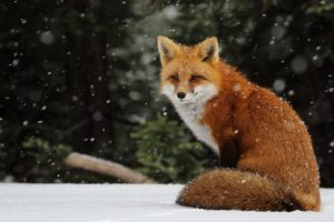 fox, Winter