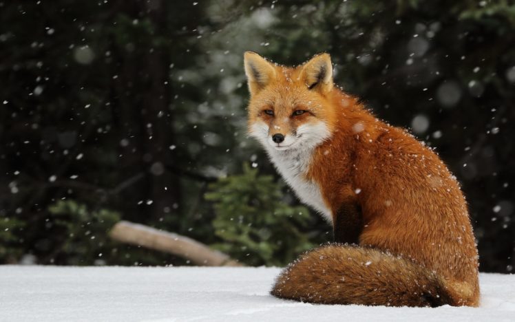 fox, Winter HD Wallpaper Desktop Background