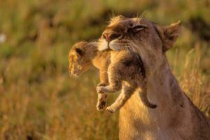 animals, Cubs, Africa, Lions, Baby, Animals
