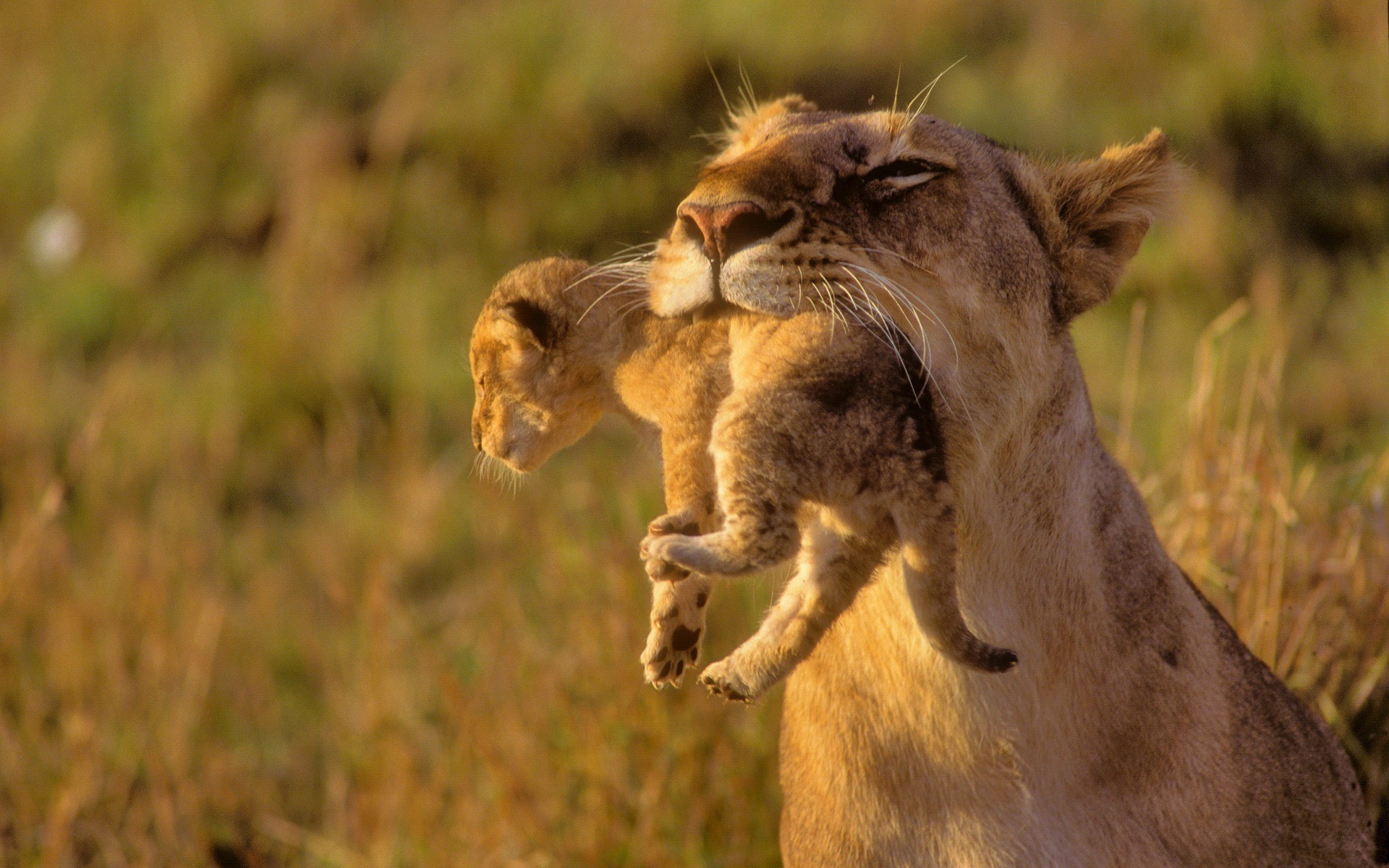 animals, Cubs, Africa, Lions, Baby, Animals Wallpaper