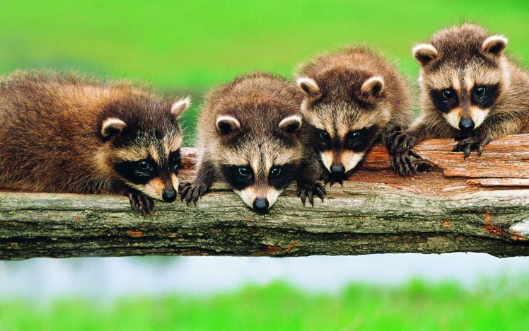 animals, Raccoons HD Wallpaper Desktop Background