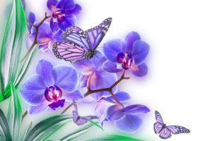 orchid, Butterfly, List, Flower, Color