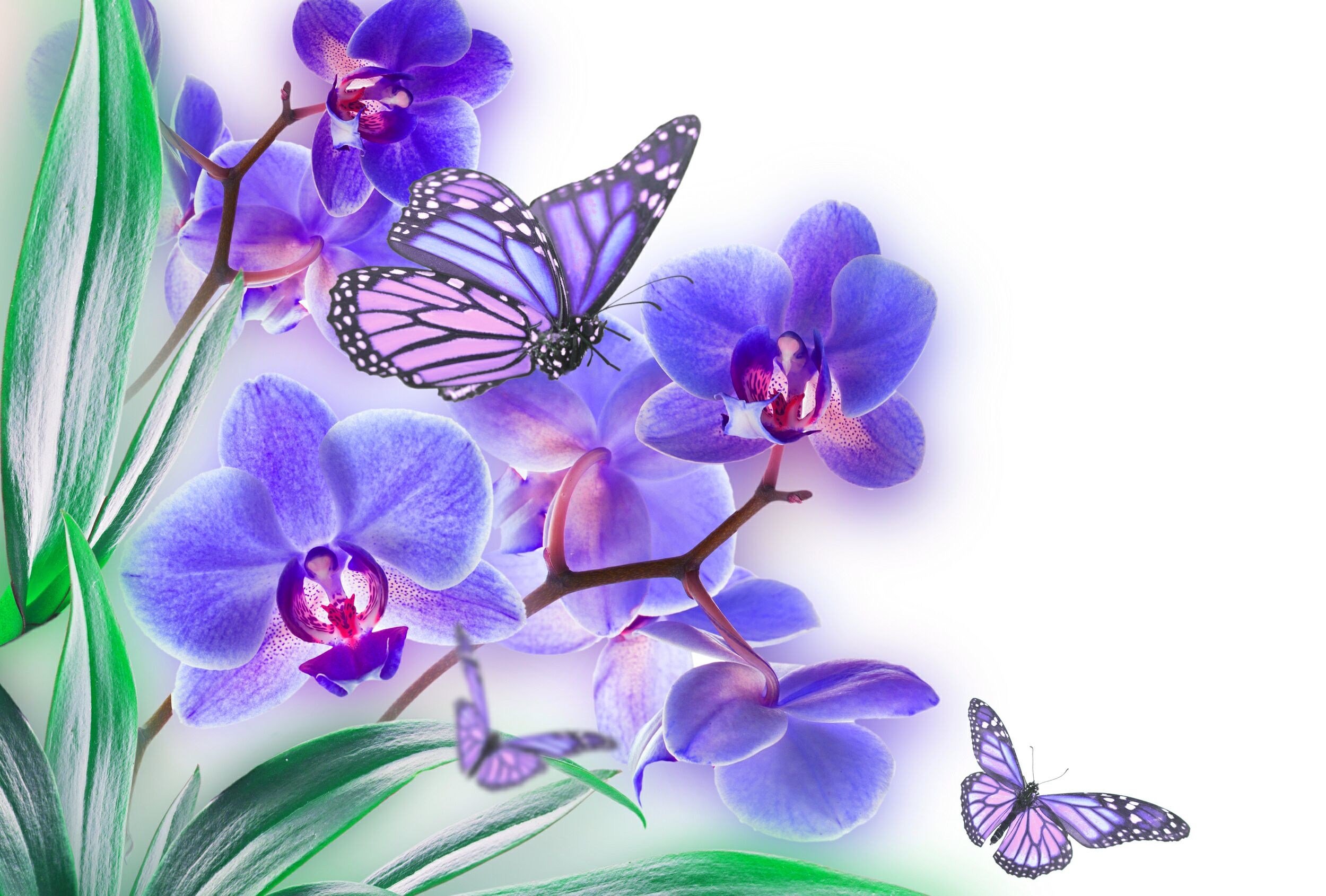 orchid, Butterfly, List, Flower, Color Wallpaper