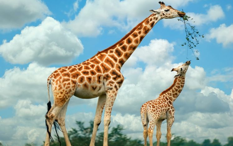giraffe, Family HD Wallpaper Desktop Background