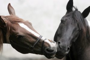 animals, Horses, Affection