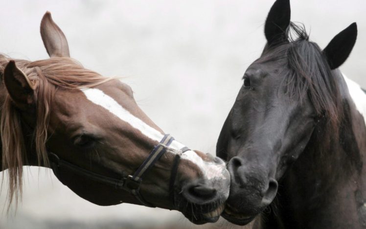 animals, Horses, Affection HD Wallpaper Desktop Background