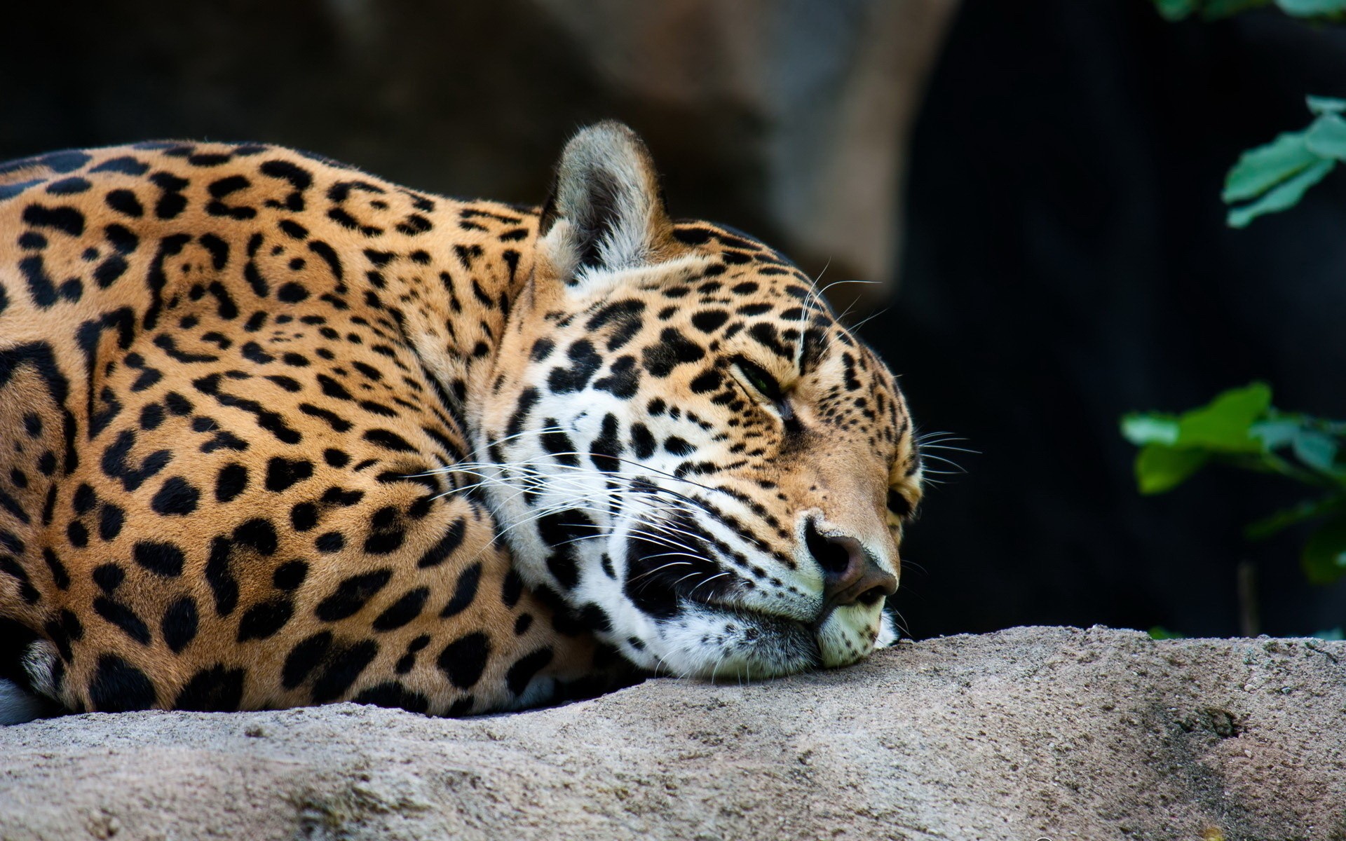 animals, Leopards Wallpaper