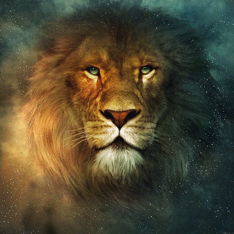 lion, Star, Animal HD Wallpaper Desktop Background